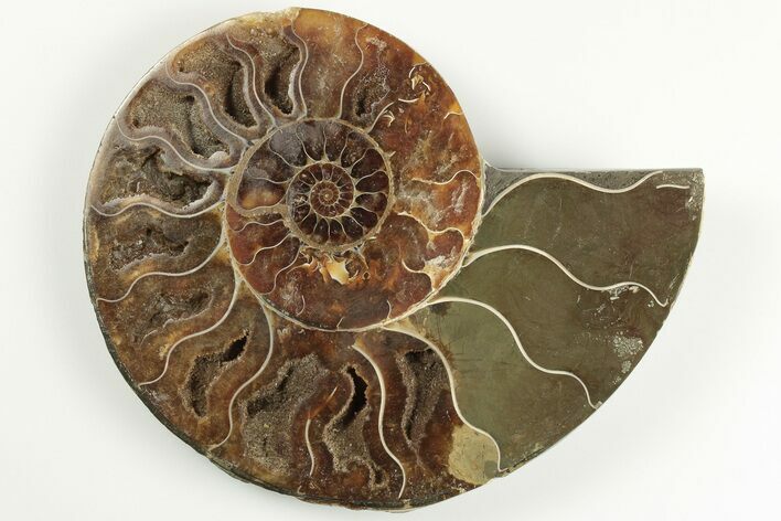 4.45" Cut & Polished Ammonite Fossil (Half) - Madagascar
